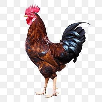 POULE AFRICA